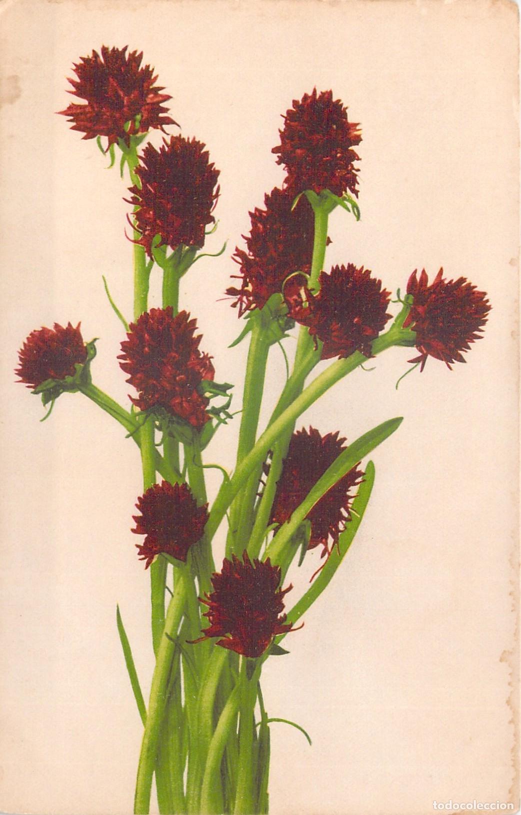 Postales: Postal Ilustrada con Flores Silvestres Rojas de Martin Rommel