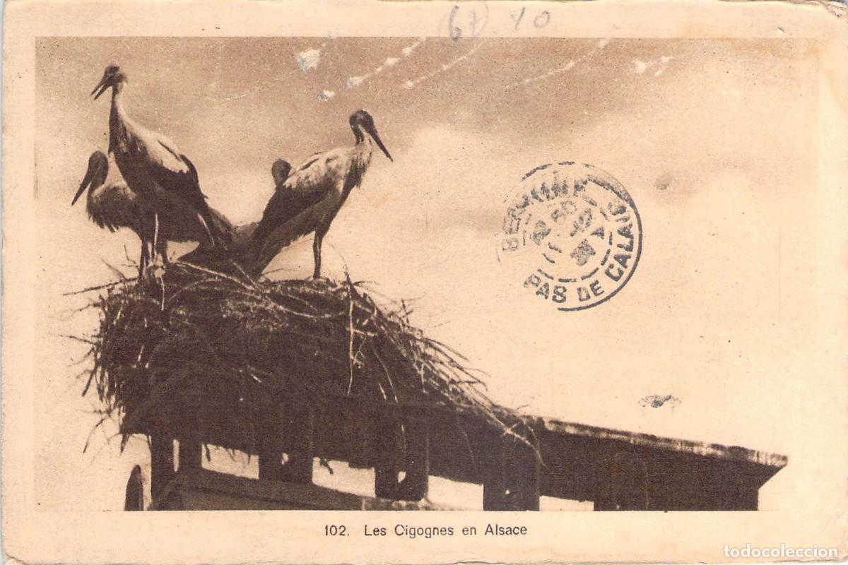 Cartoline: Tarjeta Postal de las Cig&uuml;e&ntilde;as en Alsacia, Francia