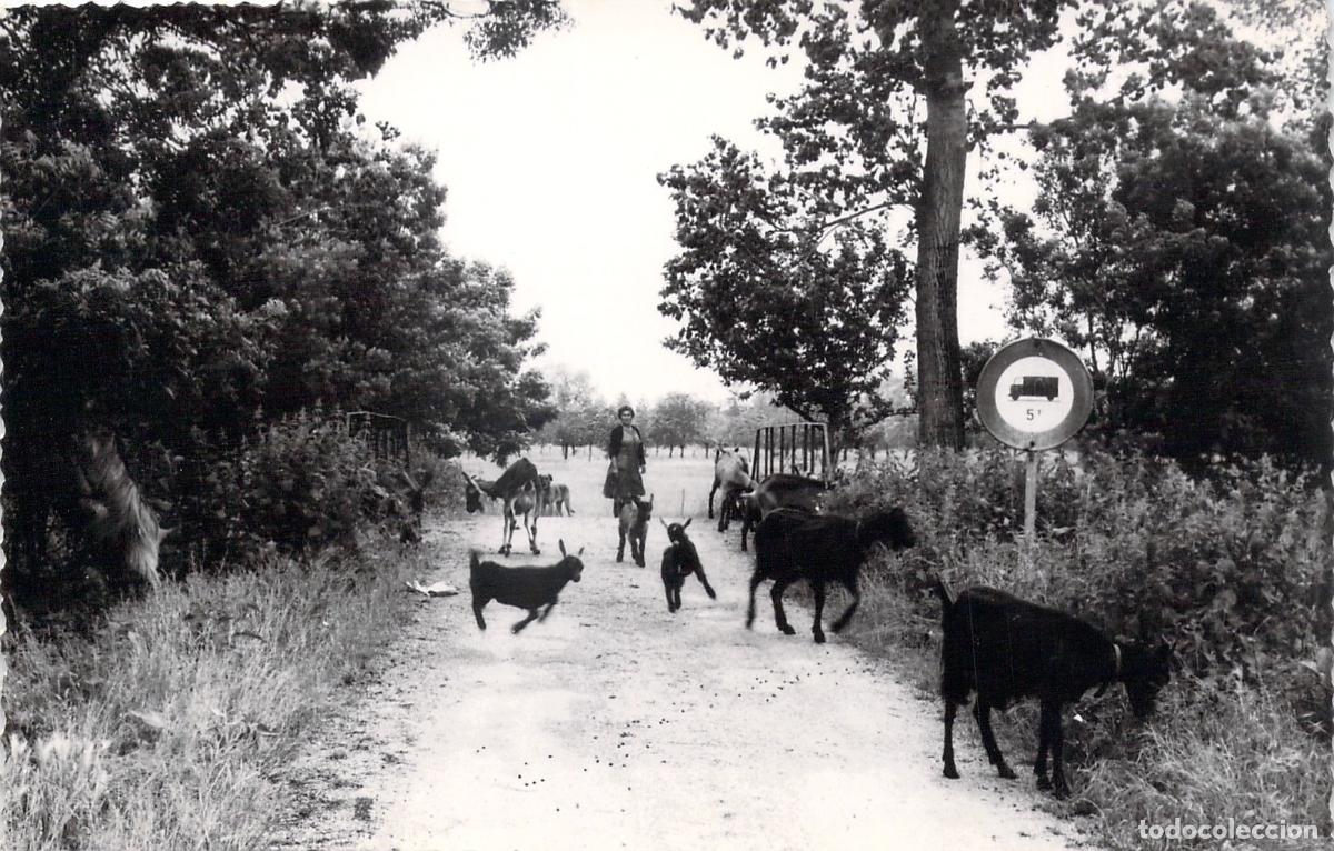 Cartoline: Postal de Benet Vend&eacute;e con Cabras en el Camino de Sirga