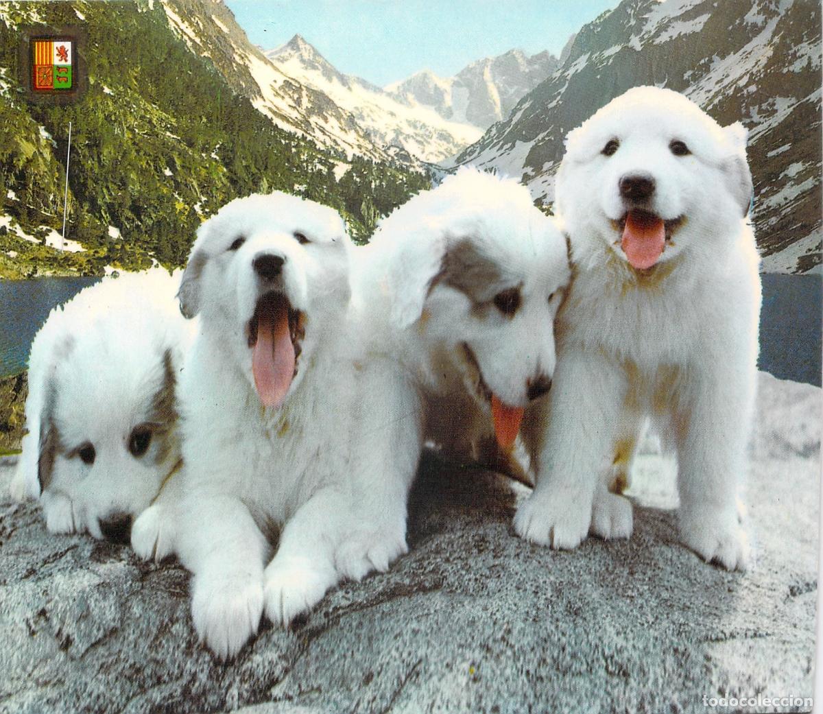 Postales: Postal de Cachorros de Perro de Monta&ntilde;a de los Pirineos