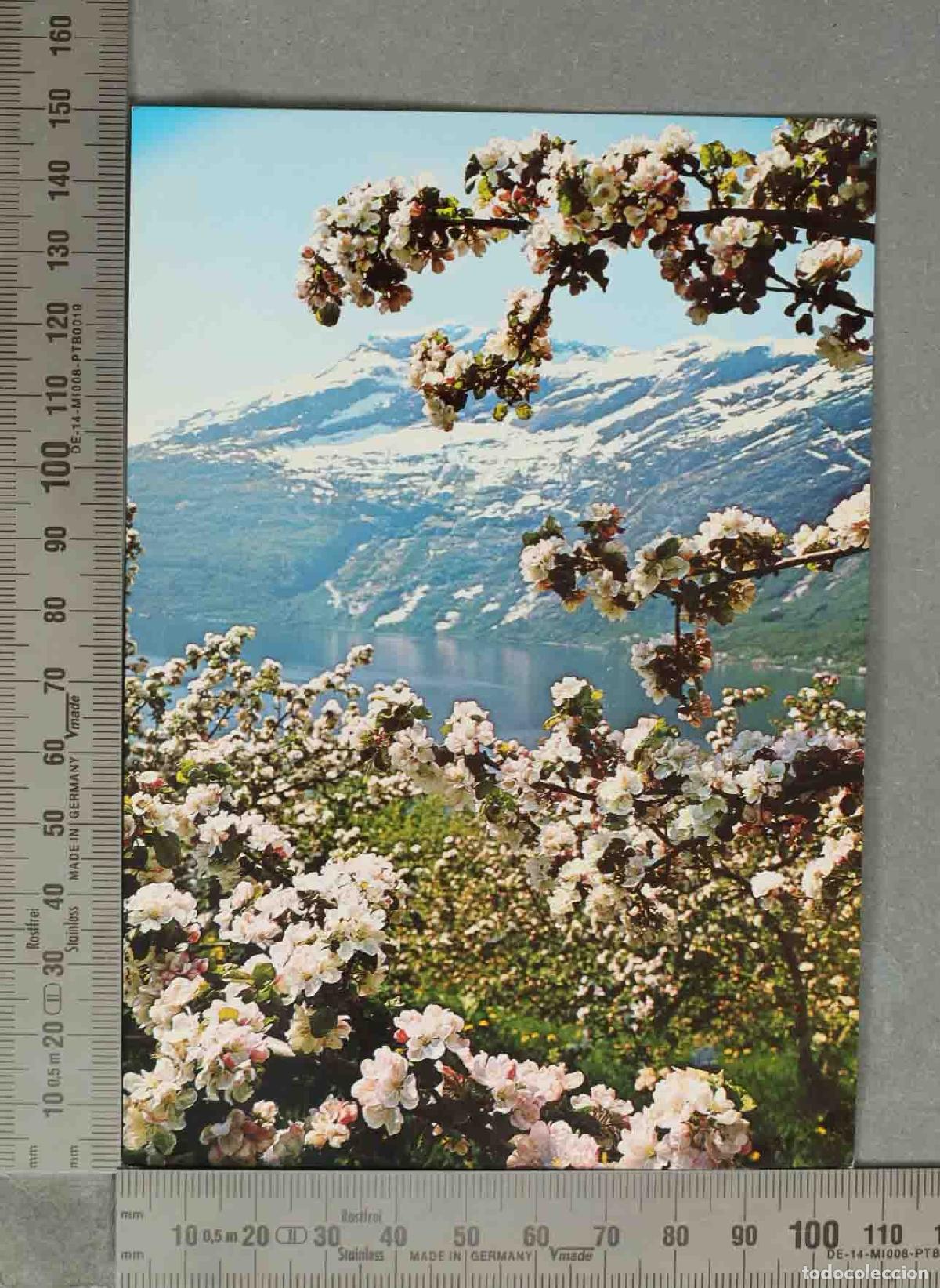 Postales: POSTAL. Almendro en flor con monta&ntilde;as nevadas al fondo Norge: Parti fra S&oslash;rfjorden,