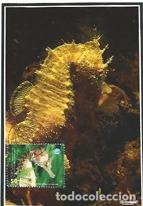 Postales: Portugal y M&aacute;xima, Colecci&oacute;n Naturaleza, Mar, Caballito de mar, Hipocampo, Lisboa 1998 (3345)