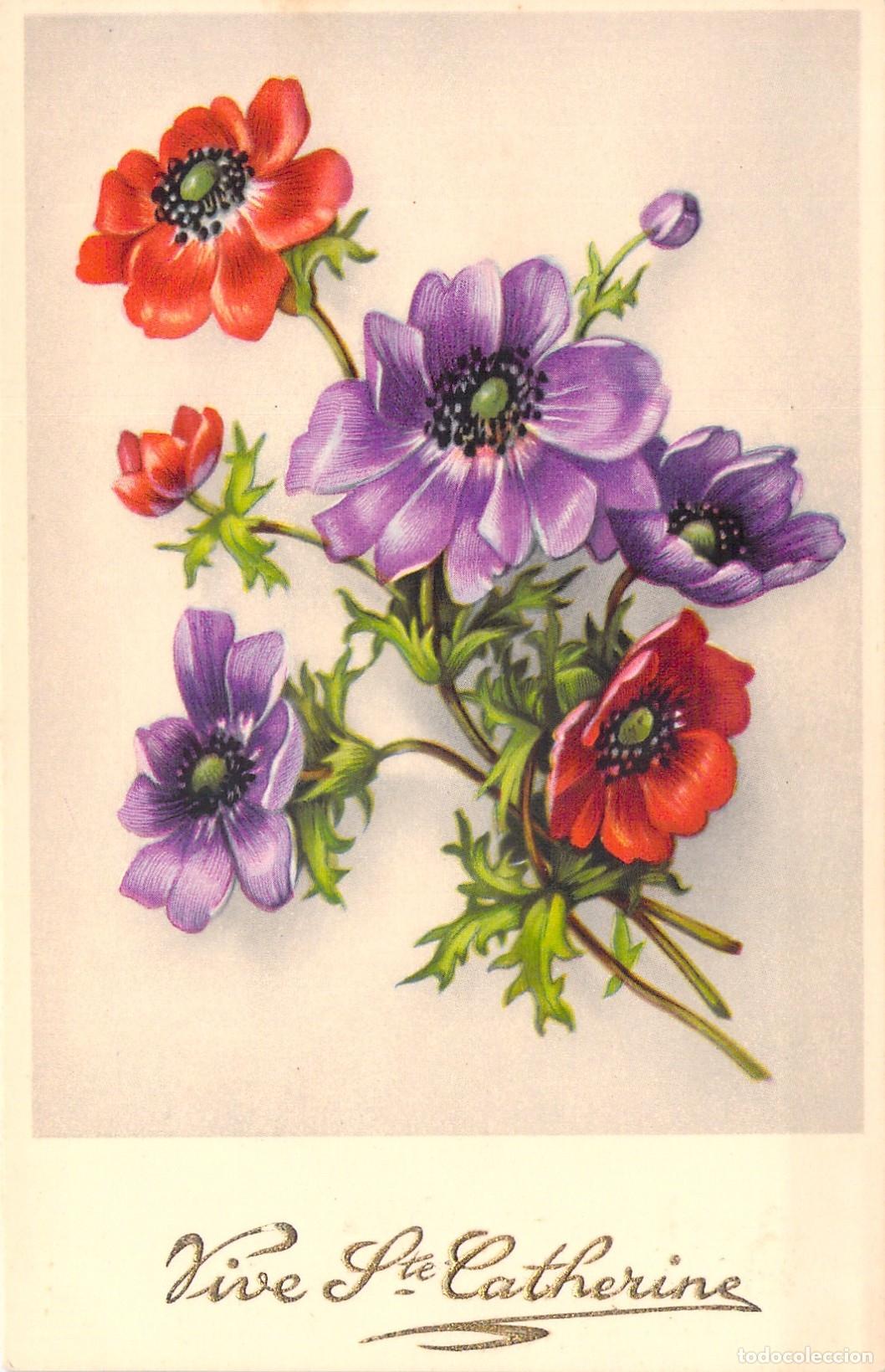 Cartes Postales: Postal Ilustrada Vive Ste Catherine con Flores de An&eacute;mona