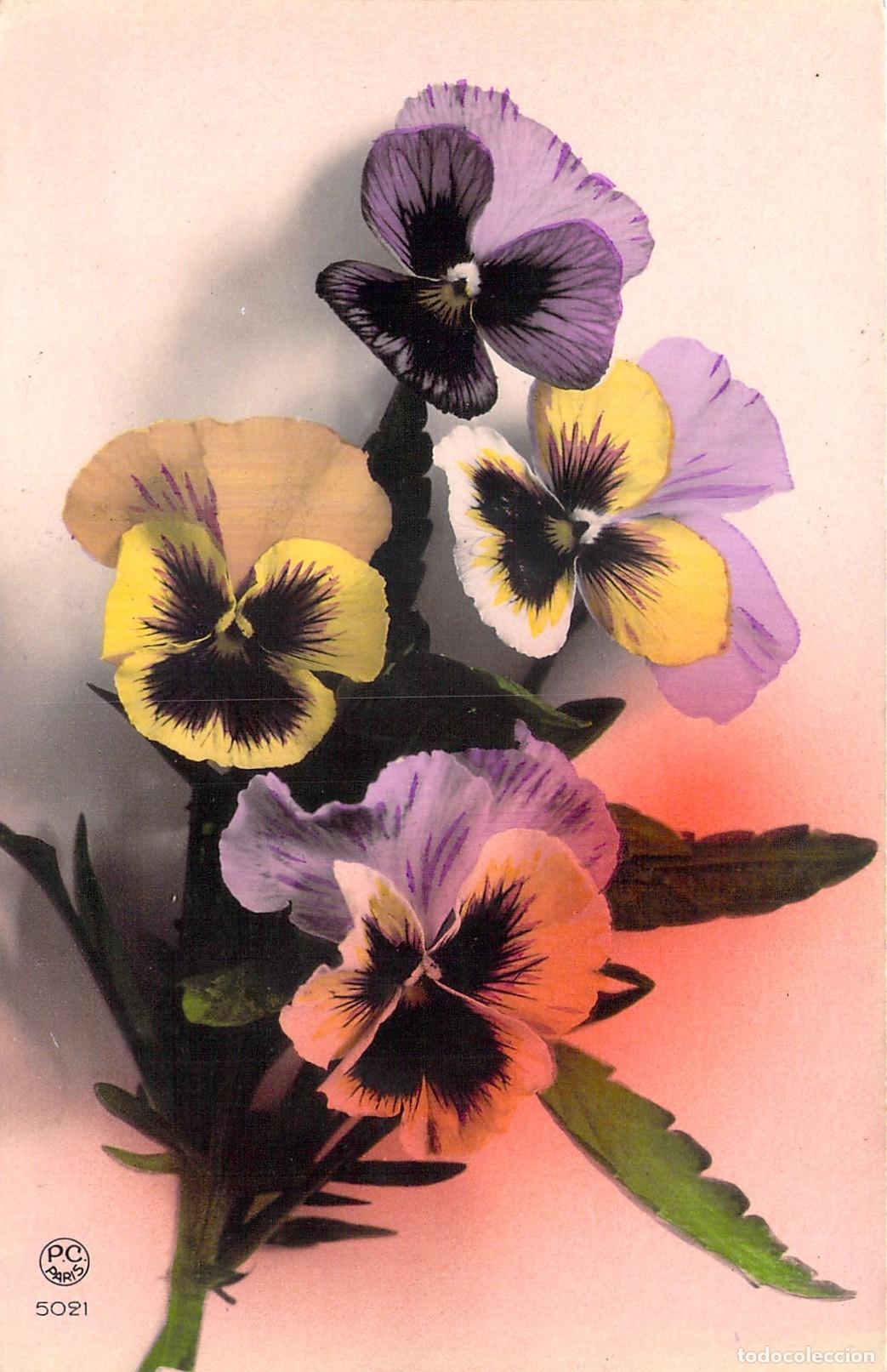 Cartes Postales: Postal Ilustrada de Flores de Pensamientos
