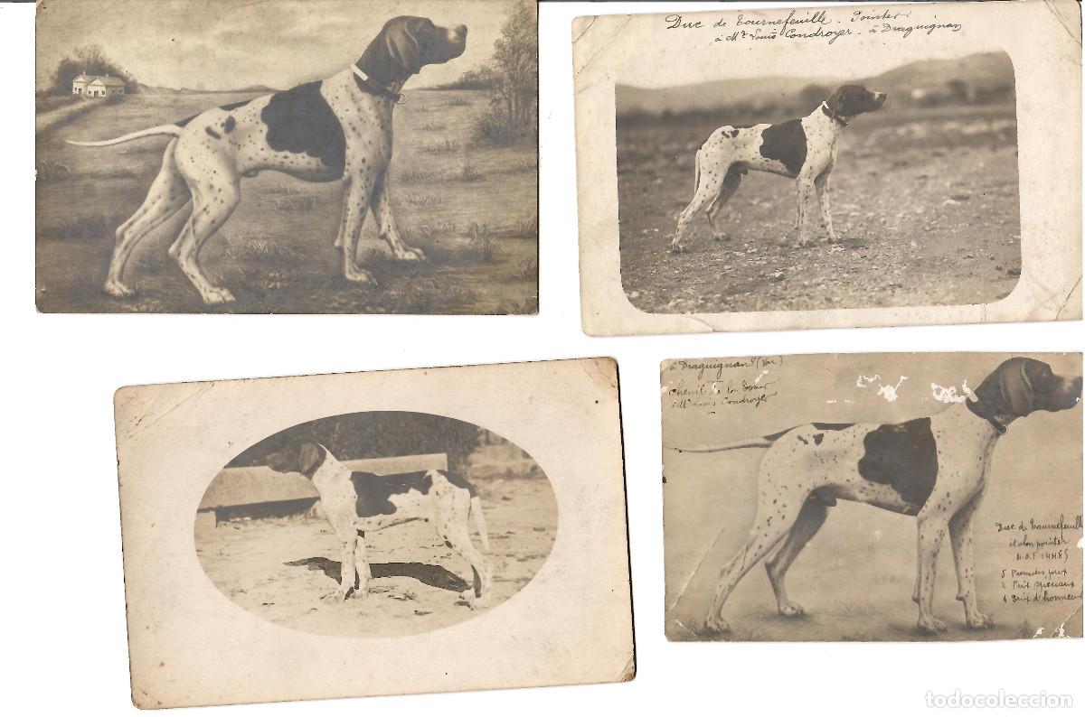 Cartes Postales: CURIOSO LOTE DE POSTALES DEDICADAS A UN MISMO PERRO PREMIADO