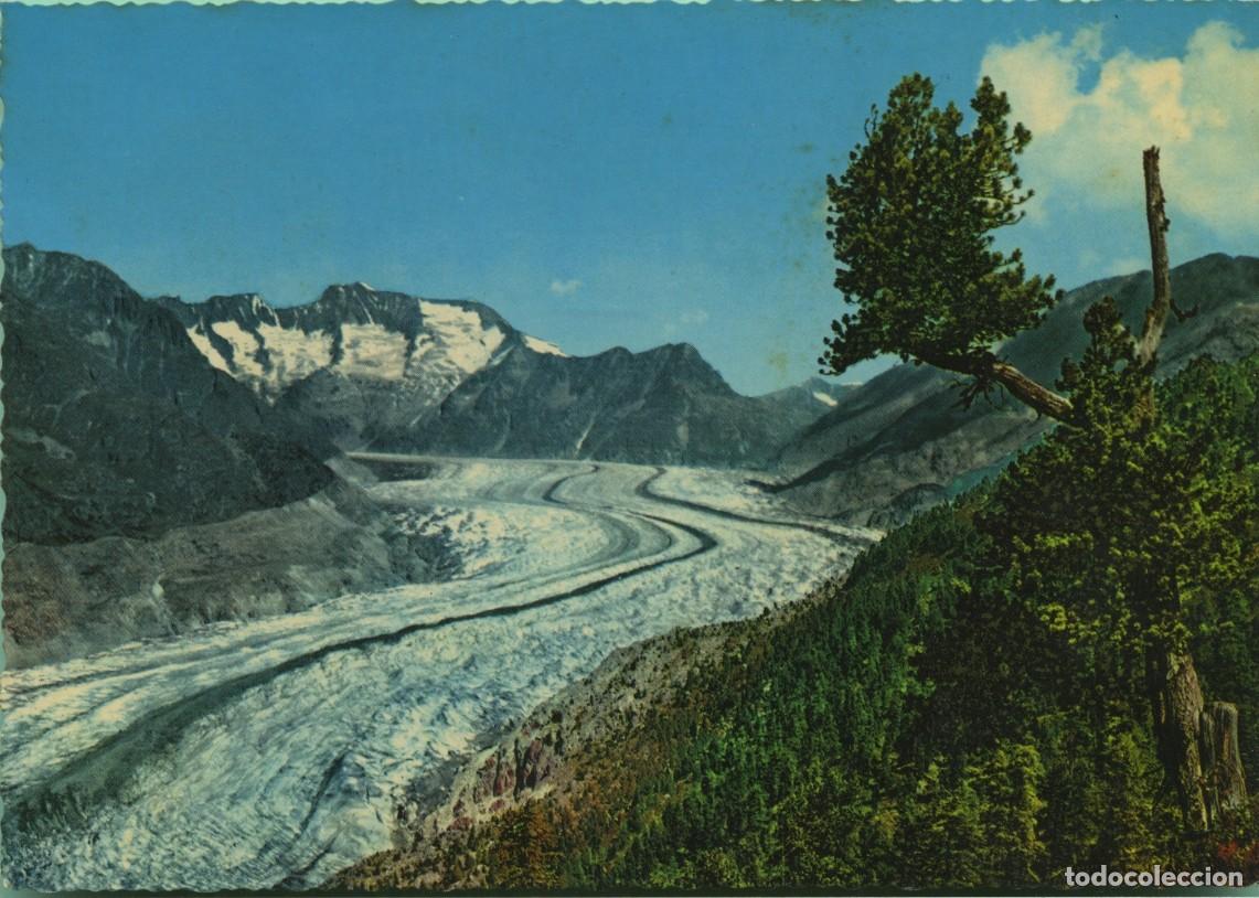 Postales: VALAIS. Wallis. Suiza. Parque nacional en el glaciar Aletsch. Sin circular. ED. KRUGER