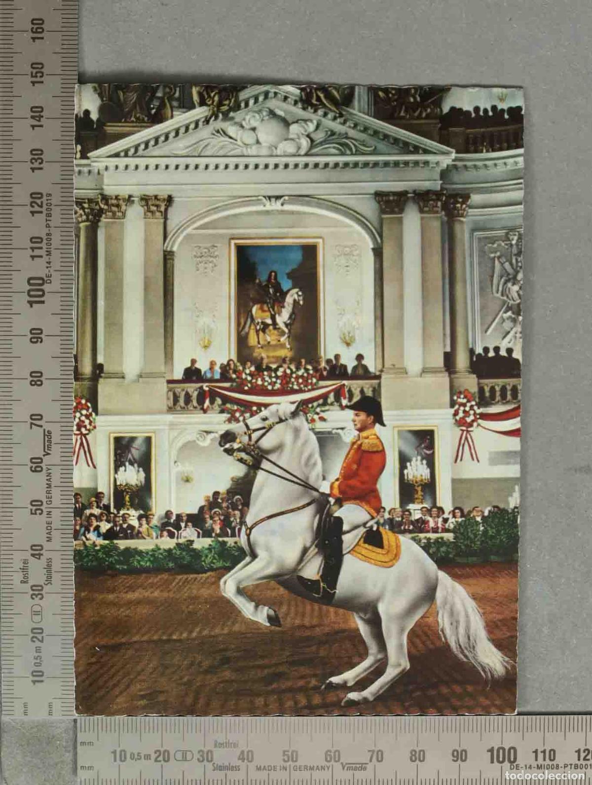 Postales: POSTAL. Spanische Hofreitschule Wien - Lipizzanerhengst - Levade