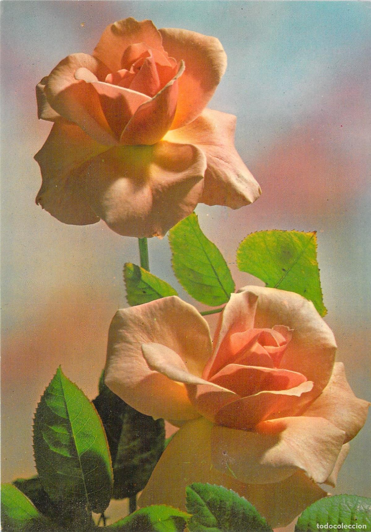 Postales: Postal Art&iacute;stica con Rosas de Color Melocot&oacute;n de M.D. Par&iacute;s