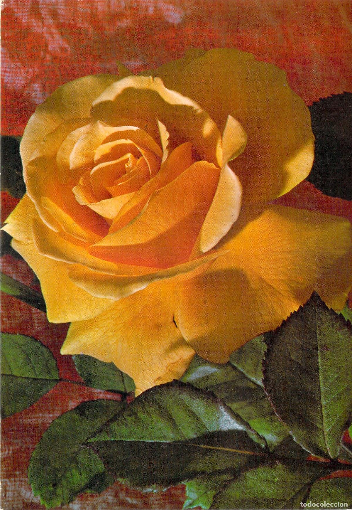 Postkarten: Postal Art&iacute;stica de Rosa Amarilla M.D. Par&iacute;s