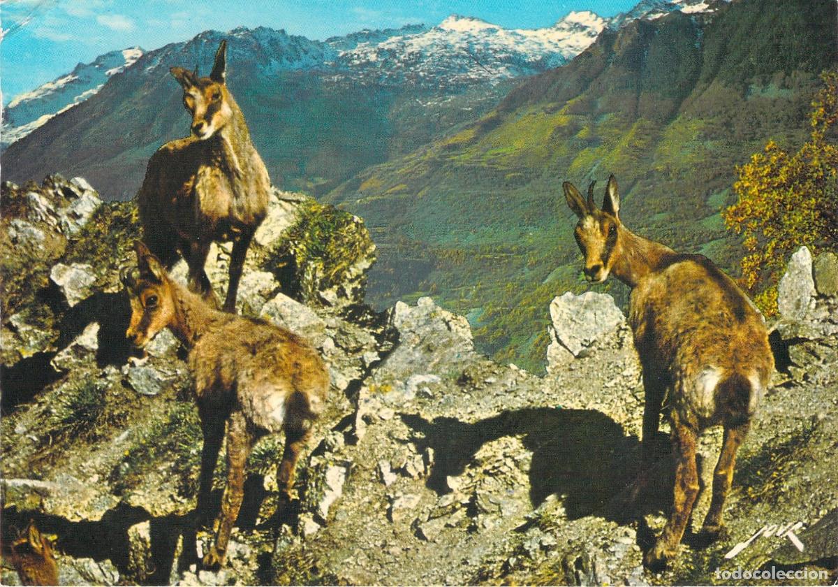 Cartes Postales: Postal de los Pirineos: Familia de Rebecos en la Monta&ntilde;a