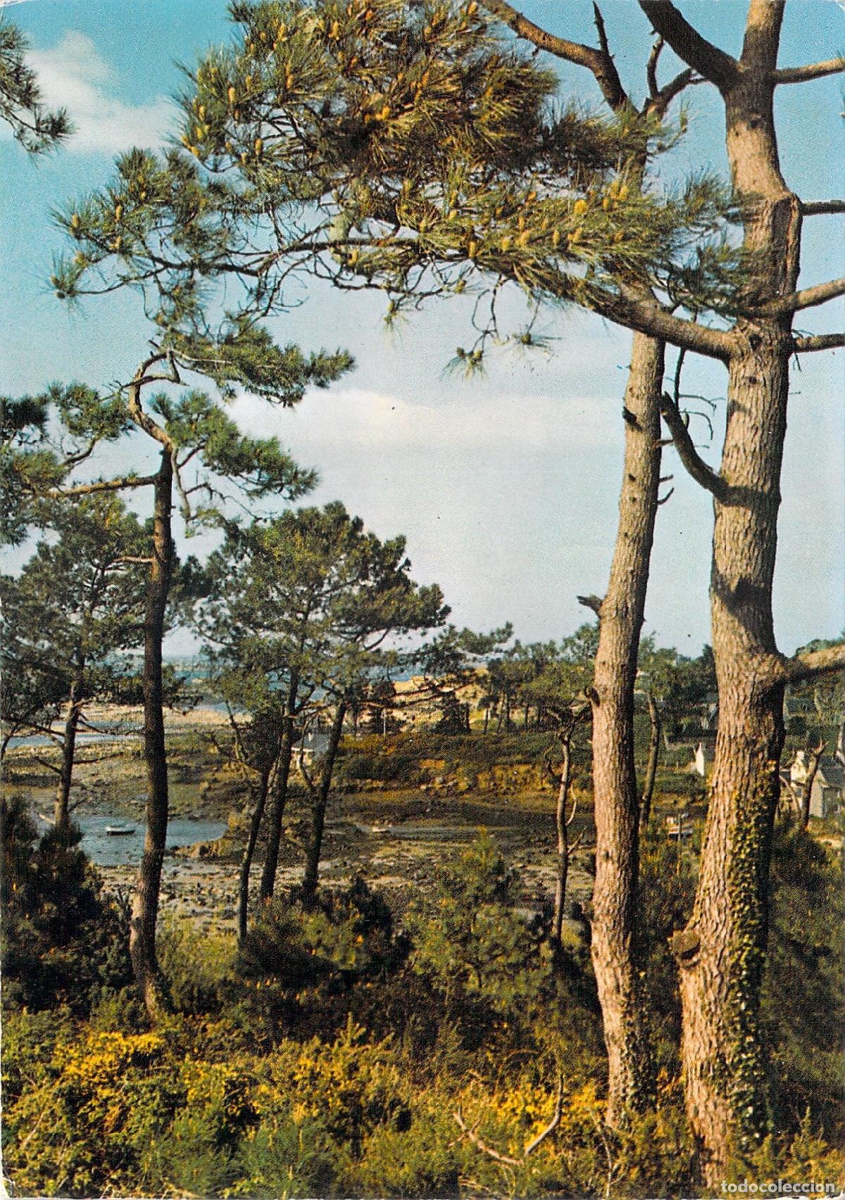 Cartes Postales: Postal de la Costa Bretona, Paimpol, Francia - Paisaje Mar&iacute;timo con Pinos
