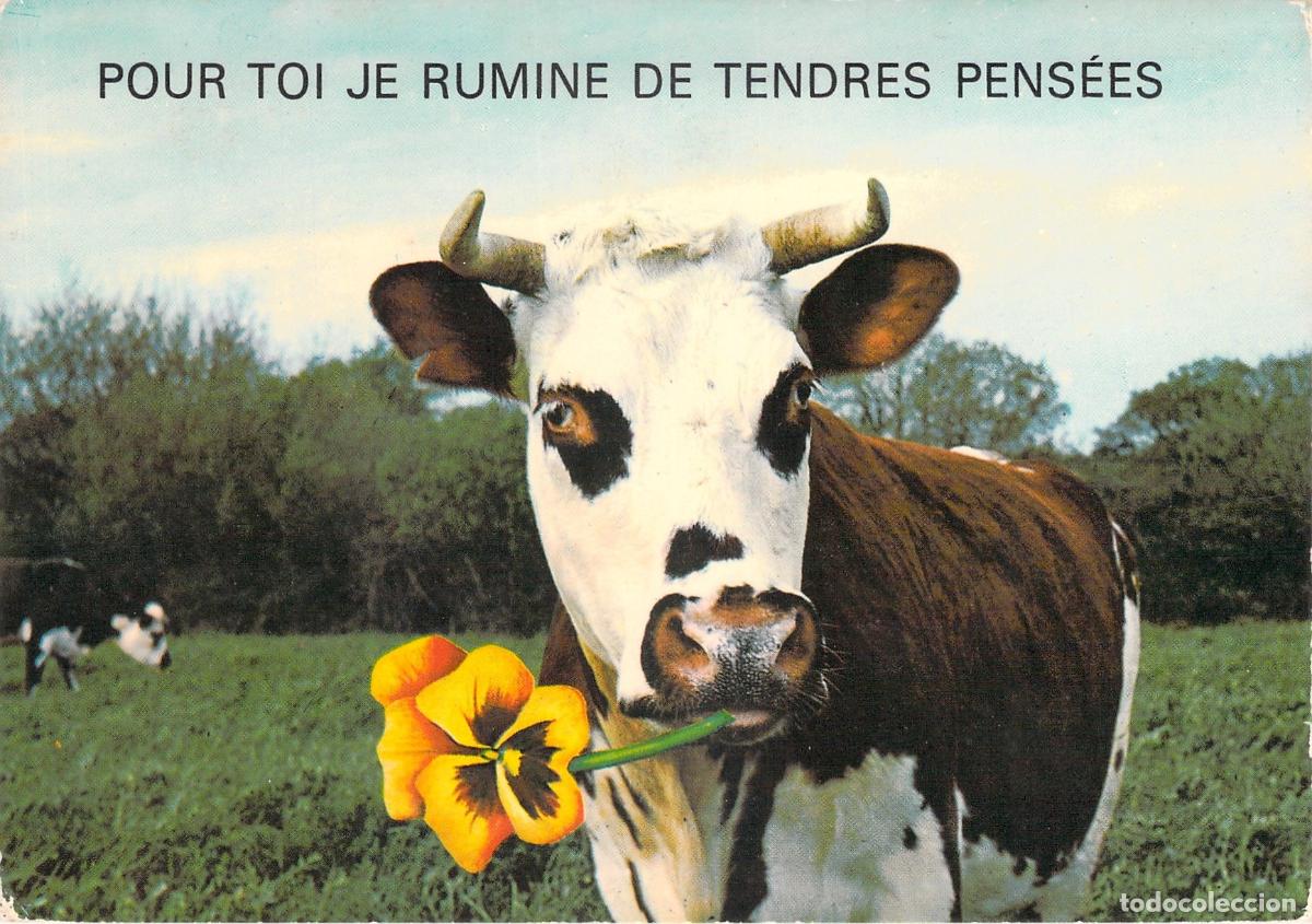 Cartes Postales: Postal de Humor con Vaca y Flor Colecci&oacute;n As de Coeur