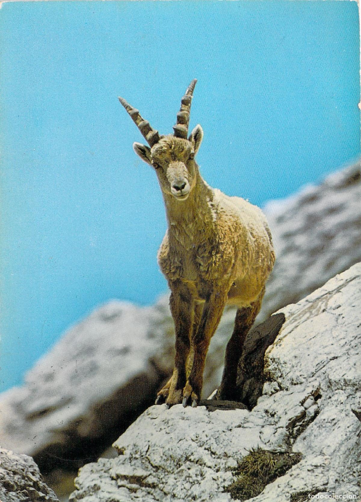 Postales: Postal de Cabra Mont&eacute;s en los Alpes de Suiza Bouquetin