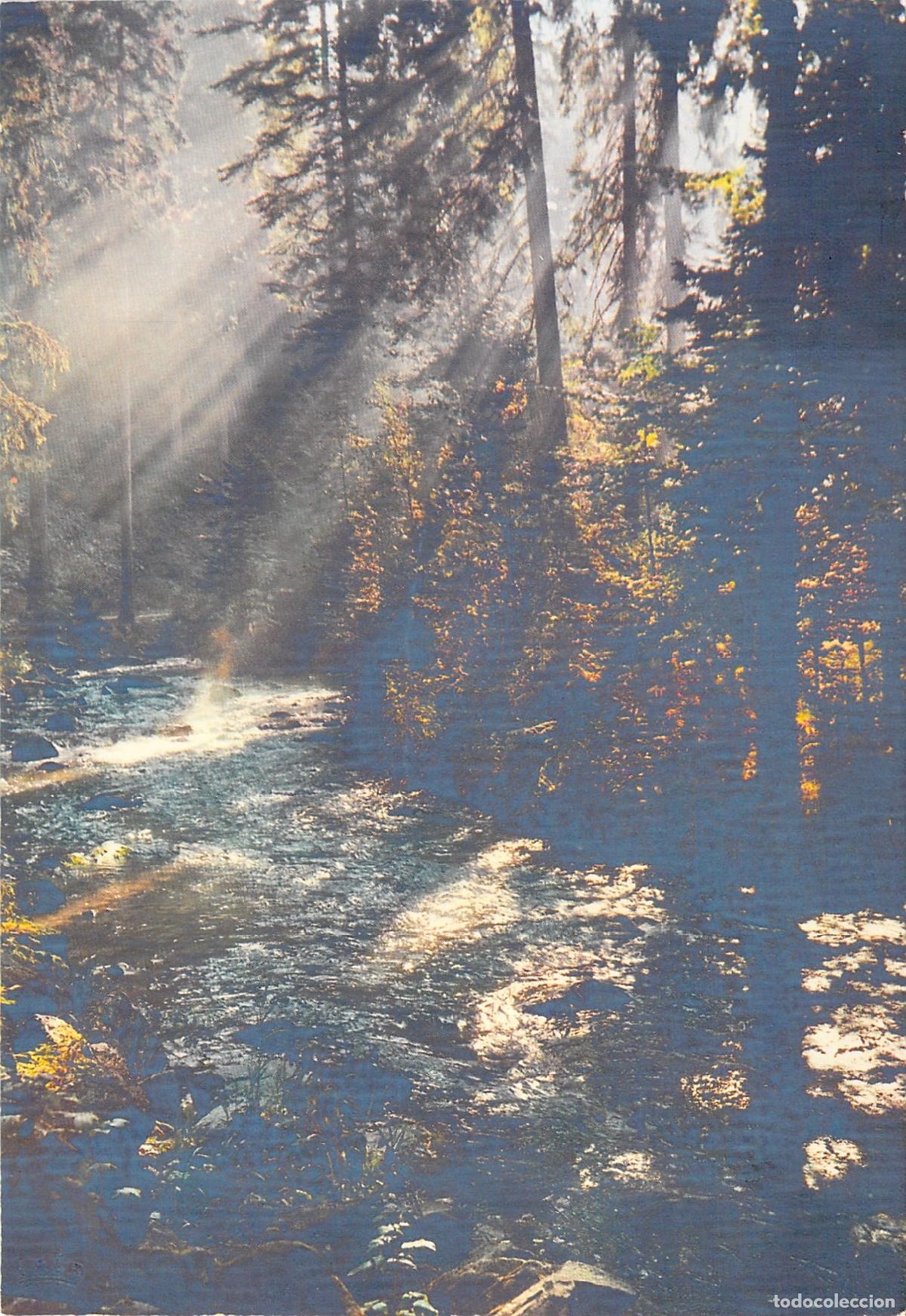 Postales: Postal Paisaje de Francia R&iacute;o en el Bosque con Rayos de Sol