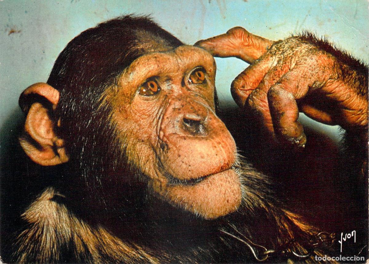 Postales: Postal de Chimpanc&eacute; Pensativo de &Eacute;ditions d'art Yvon