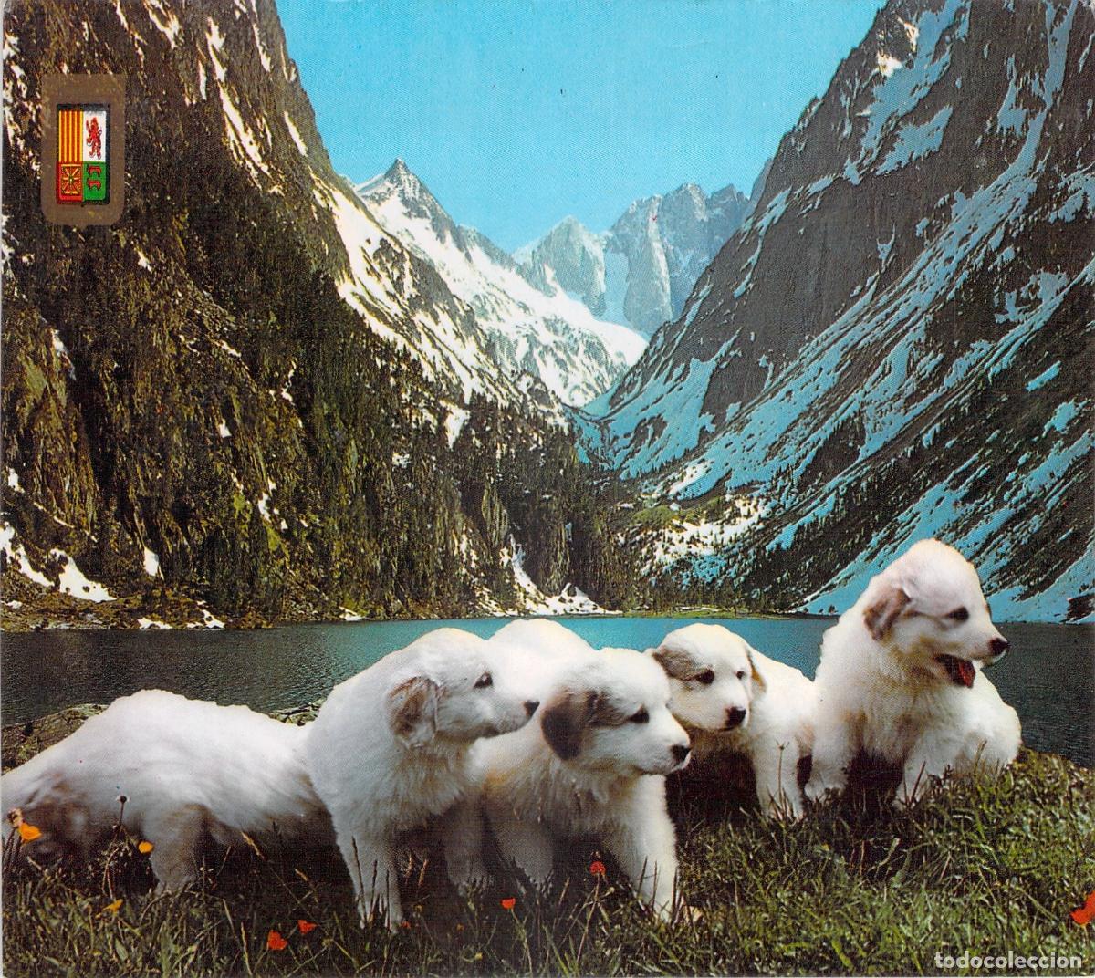 Postkarten: Postal Cachorros de Perro de los Pirineos en Lago de Gaube