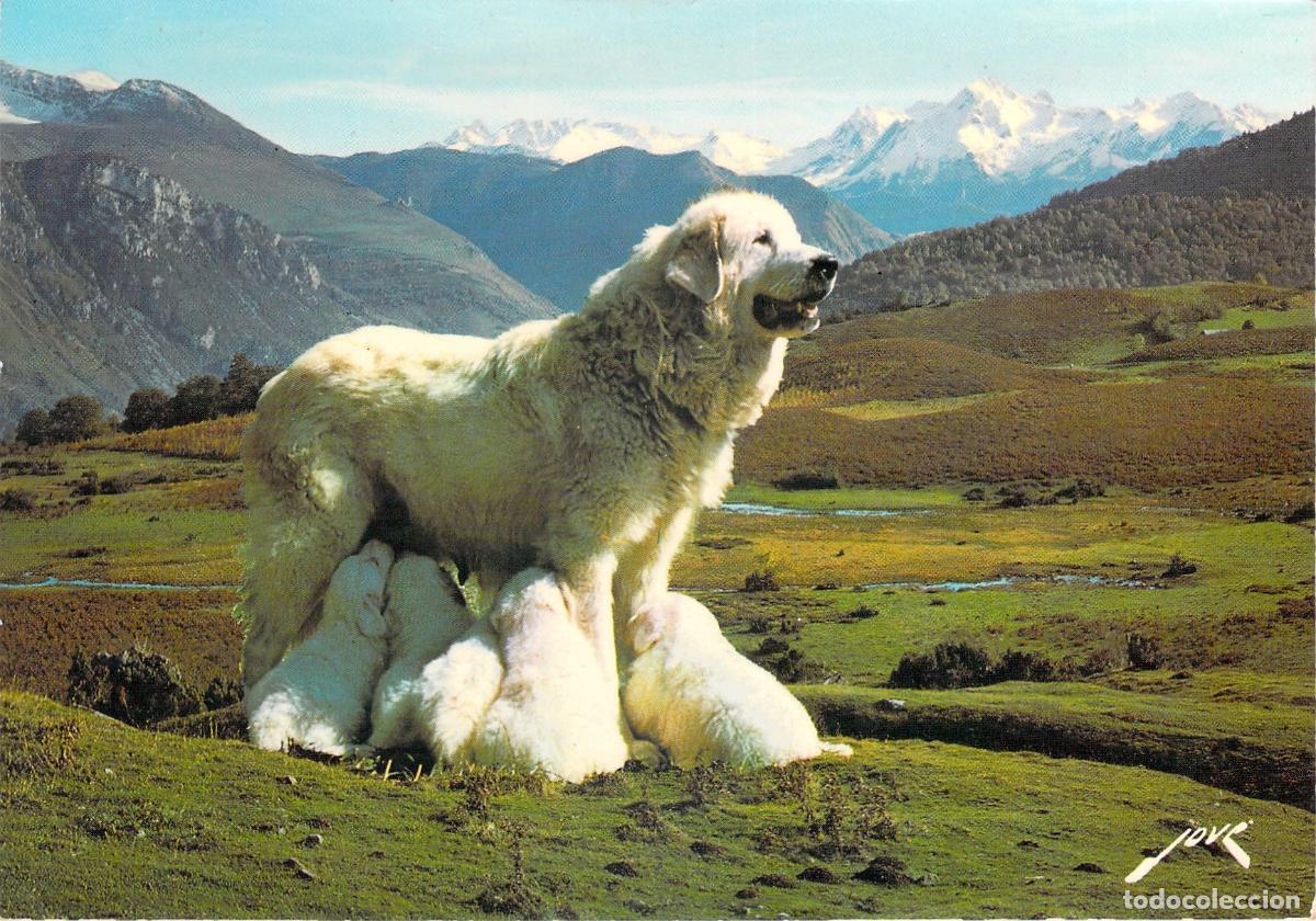 Postales: Postal de Perra de los Pirineos Amamantando Cachorros