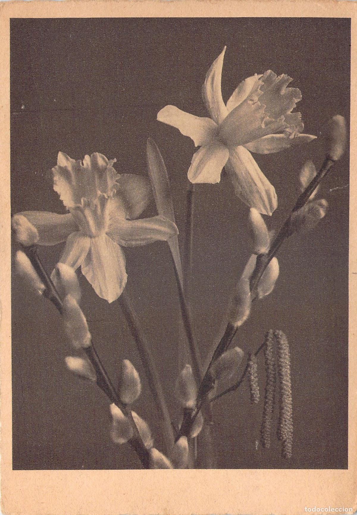Postales: Tarjeta Postal Art&iacute;stica de Narcisos y Brotes de Primavera