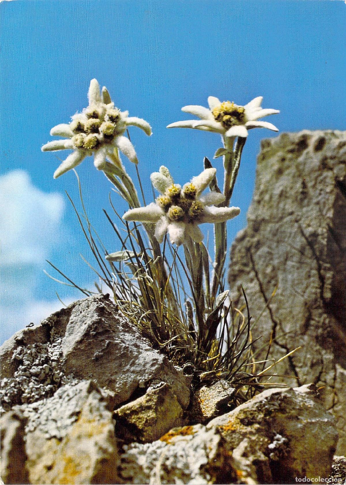 Postales: Postal de Flores de Edelweiss en los Alpes, Suiza
