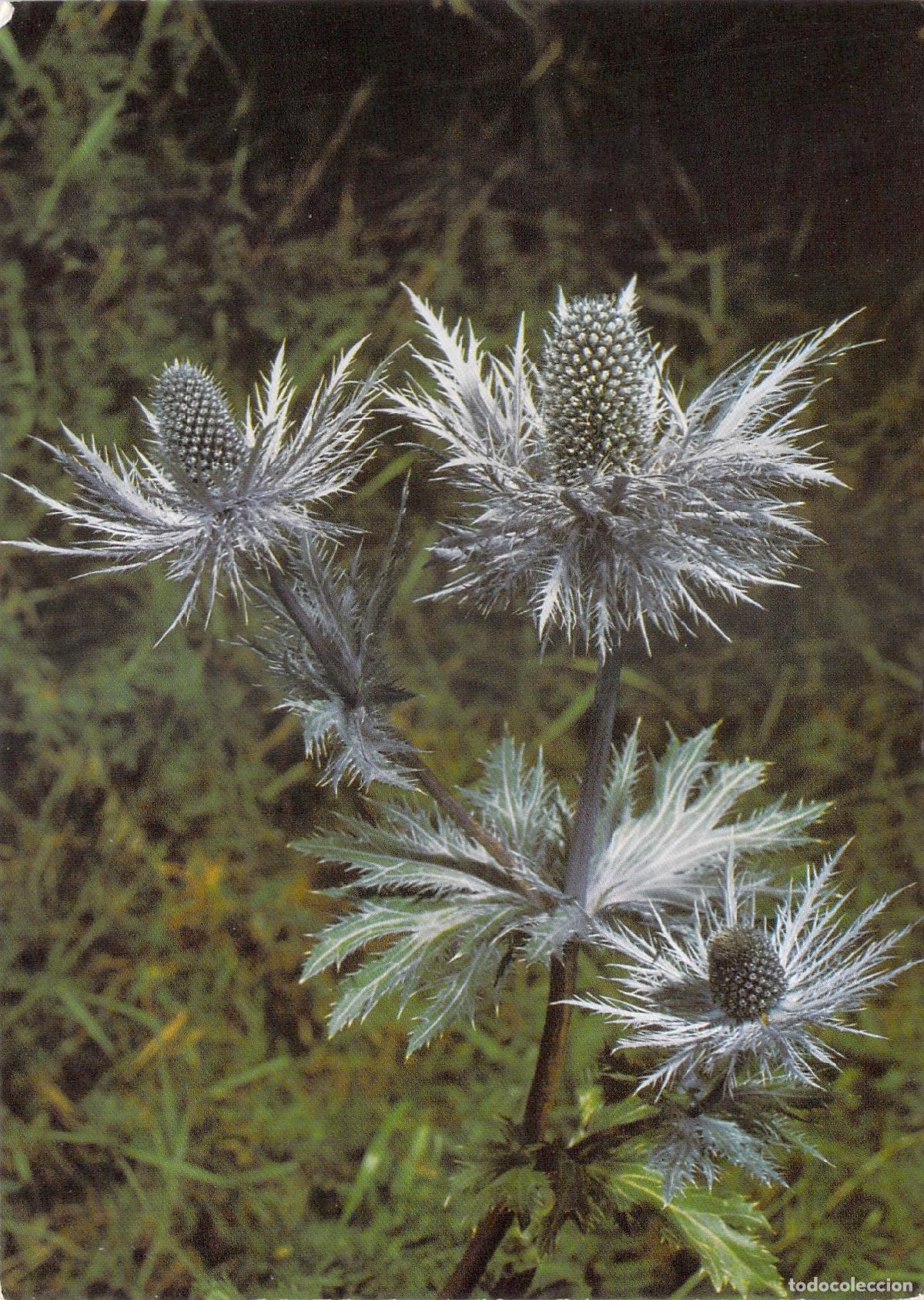 Postales: Postal de Flor Alpina Eryngium Alpinum Chardon Bleu