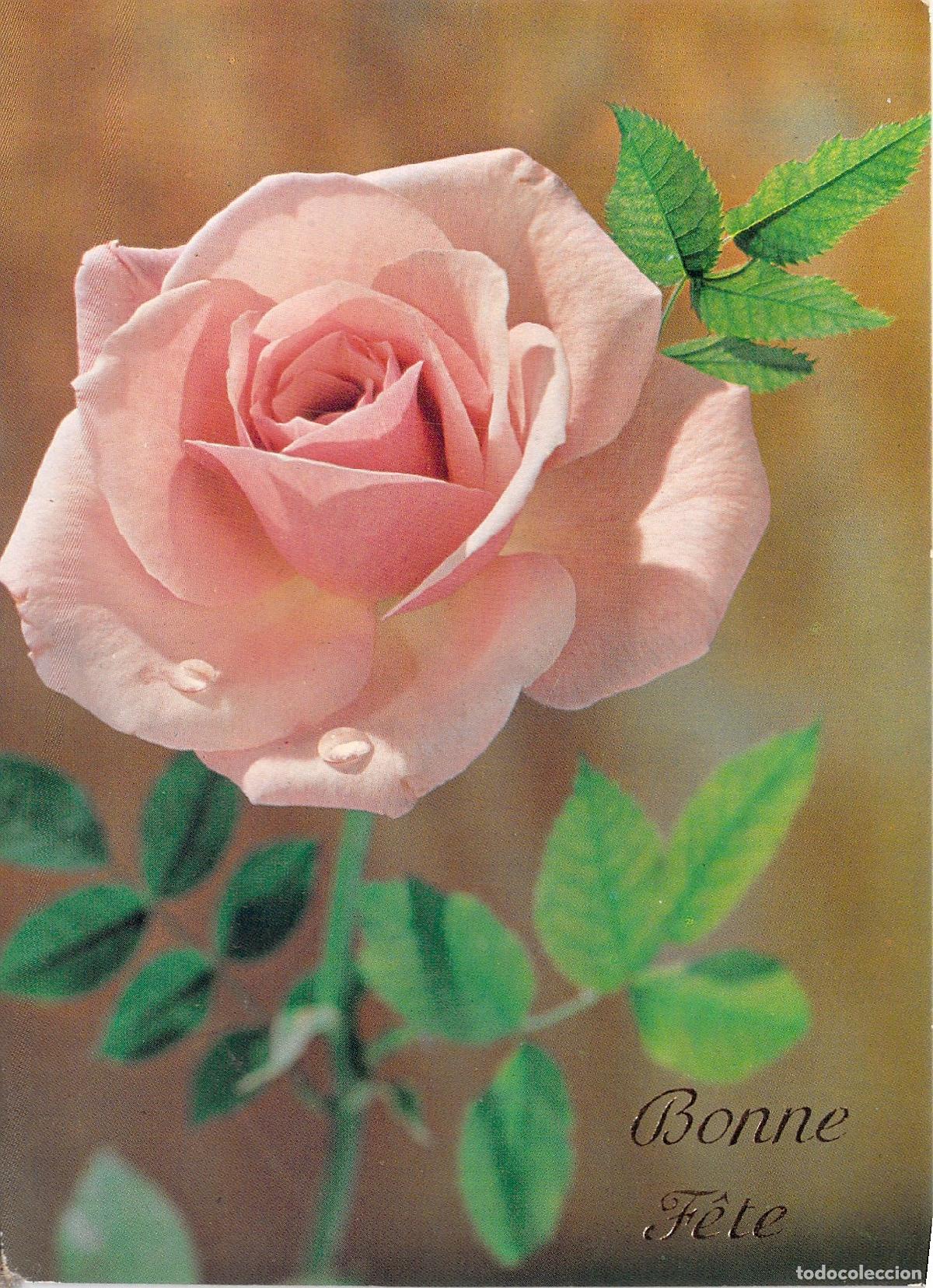 Postales: Postal Francesa de Felicitaci&oacute;n con Rosa Rosa Bonne F&ecirc;te