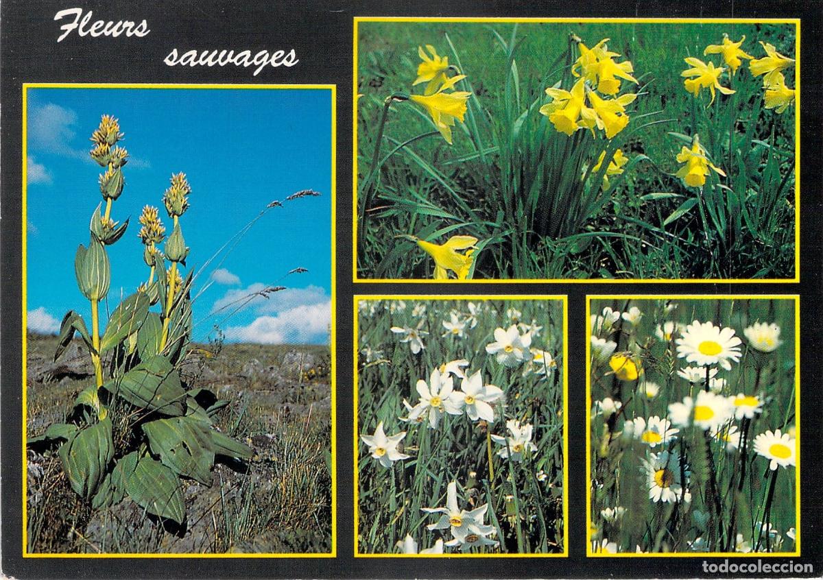 Postkarten: Postal de Flores Silvestres Gentiana Narcisos y Margaritas