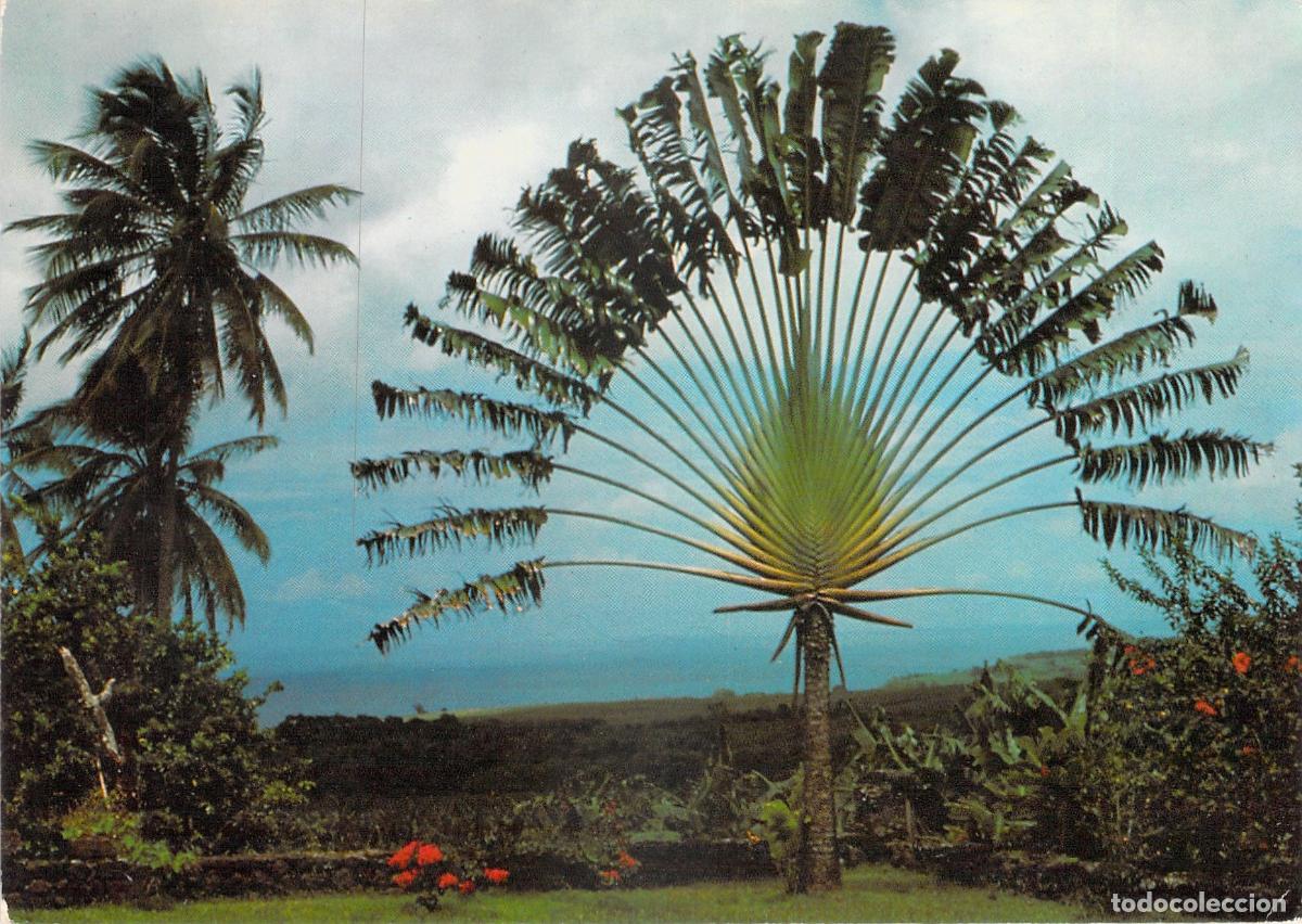 Cartes Postales: Postal de Martinica - &Aacute;rbol del Viajero en Basse-Pointe