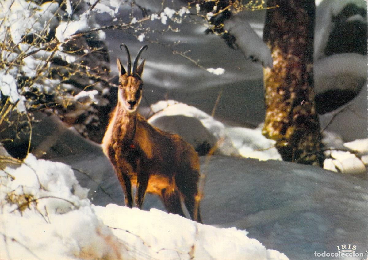 Cartes Postales: Postal de Rebeco en la Nieve, Fauna de Monta&ntilde;a Aux Aguets
