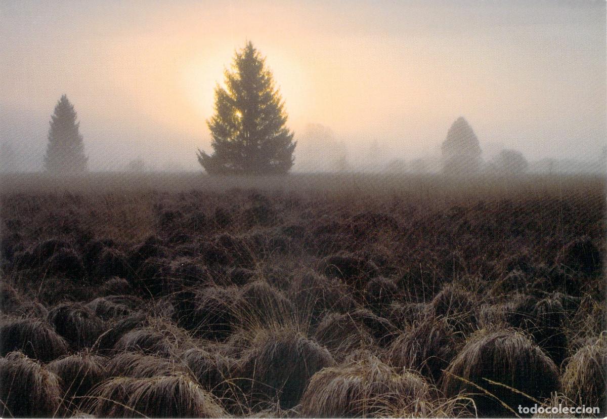 Cartes Postales: Postal de la Turbera en Hautes Fagnes, B&eacute;lgica