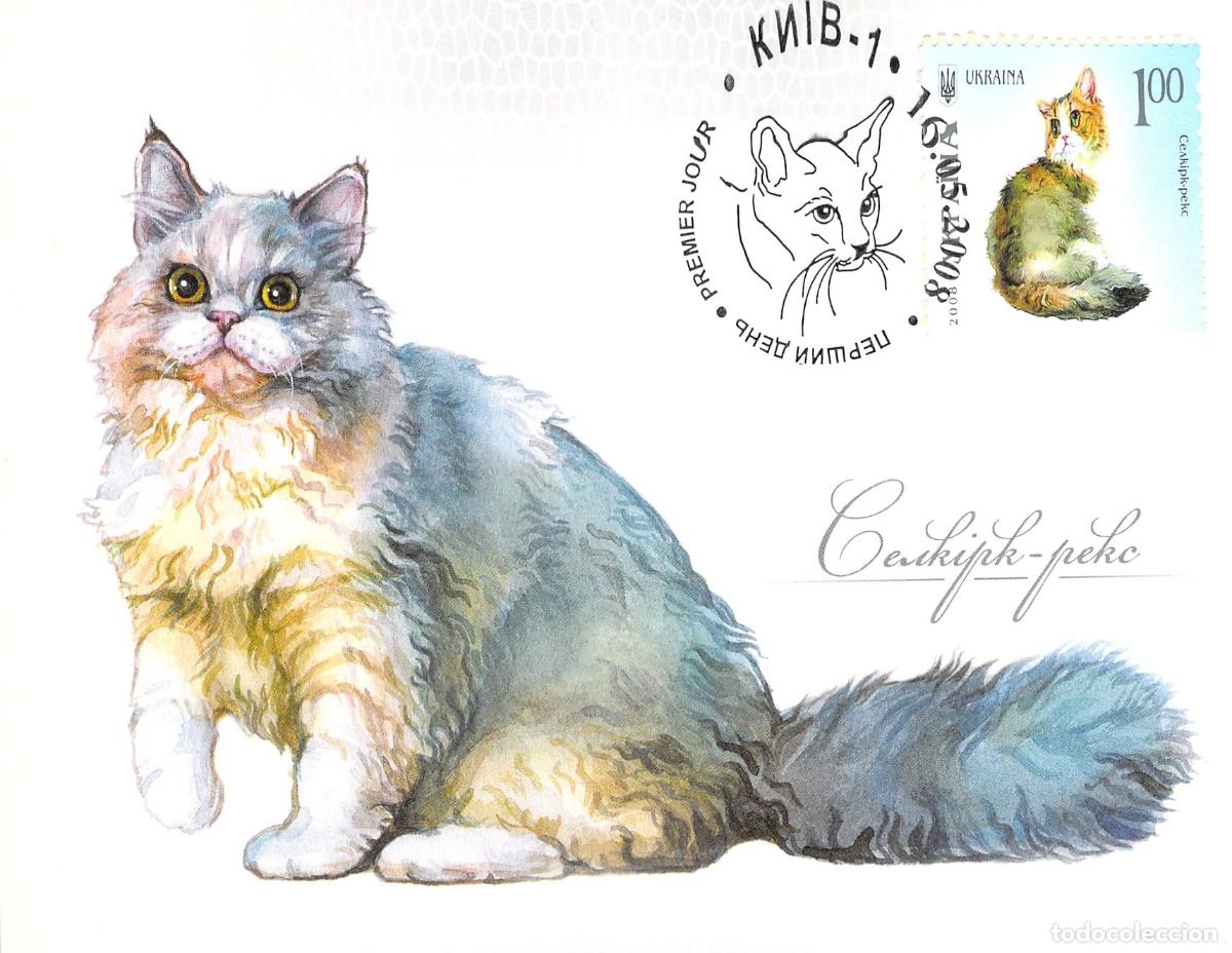 Postales: Tarjeta Postal Gato Selkirk Rex Ilustraci&oacute;n de Ucrania
