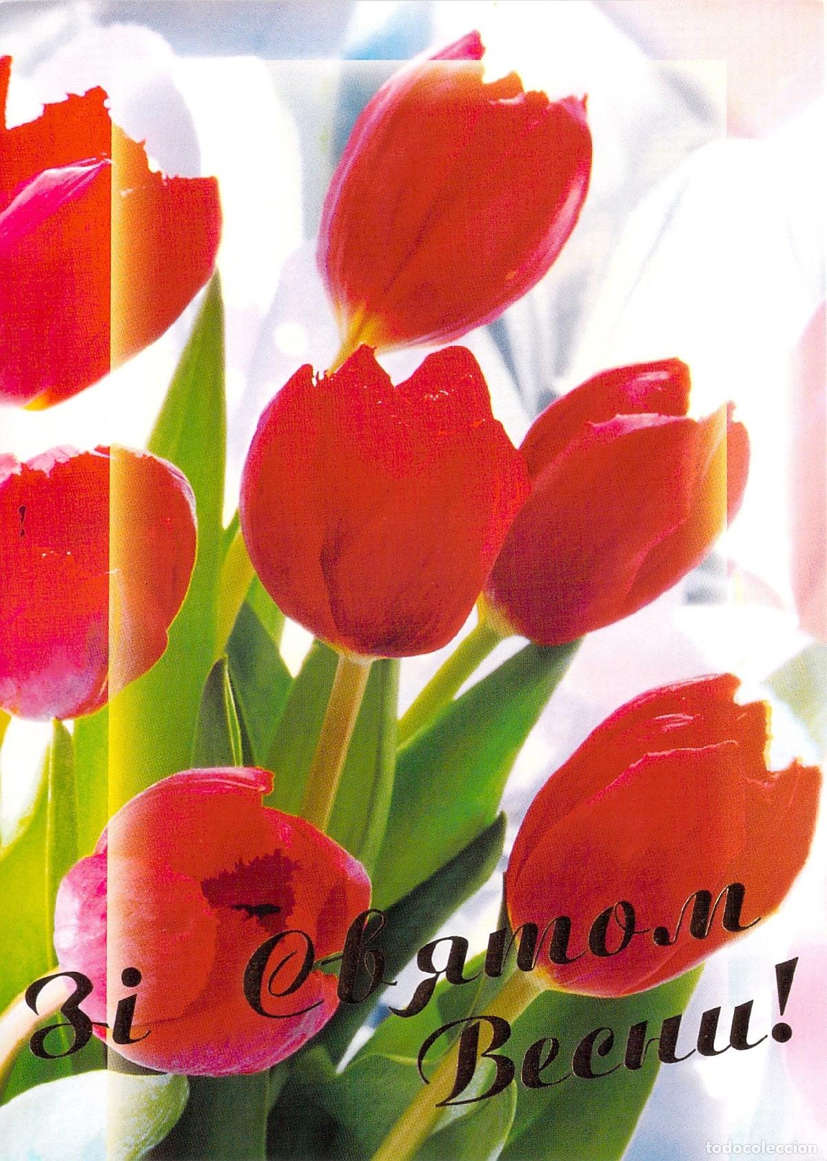 Postales: Postal de Felicitaci&oacute;n de Primavera con Tulipanes Rojos de Ucrania
