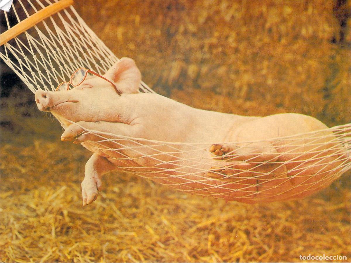 Postales: Postal de Humor con Cerdo en una Hamaca por David Lowe