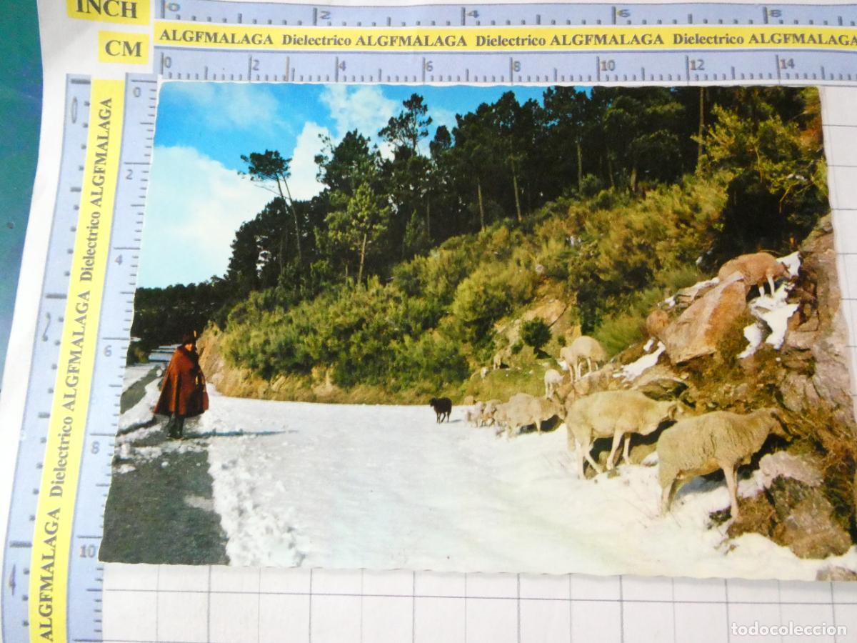 Postales: POSTAL DE PORTUGAL. SERRA DA ESTRELA PASTOR REBA&Ntilde;O OVEJAS. 2621