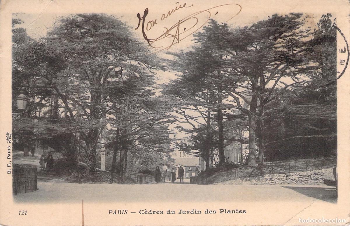Postales: Postal Antigua de Par&iacute;s: Cedros del Jardin des Plantes