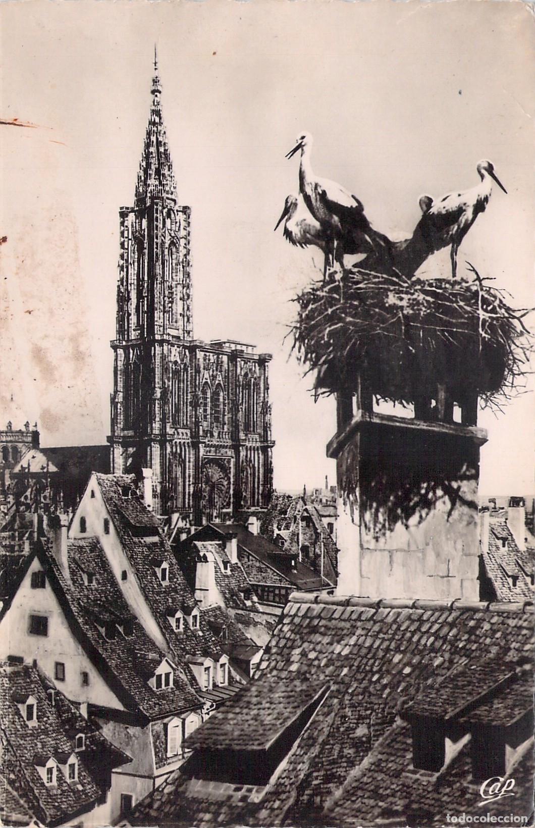 Postales: Postal de Estrasburgo con Cig&uuml;e&ntilde;as en el Nido y la Catedral al Fondo