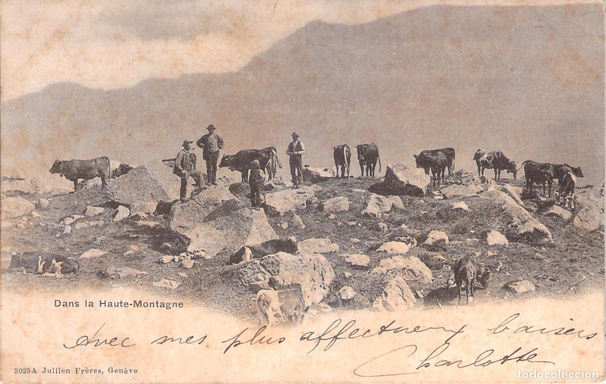 Postales: Postal Dans la Haute-Montagne Pastores y Vacas Alpes