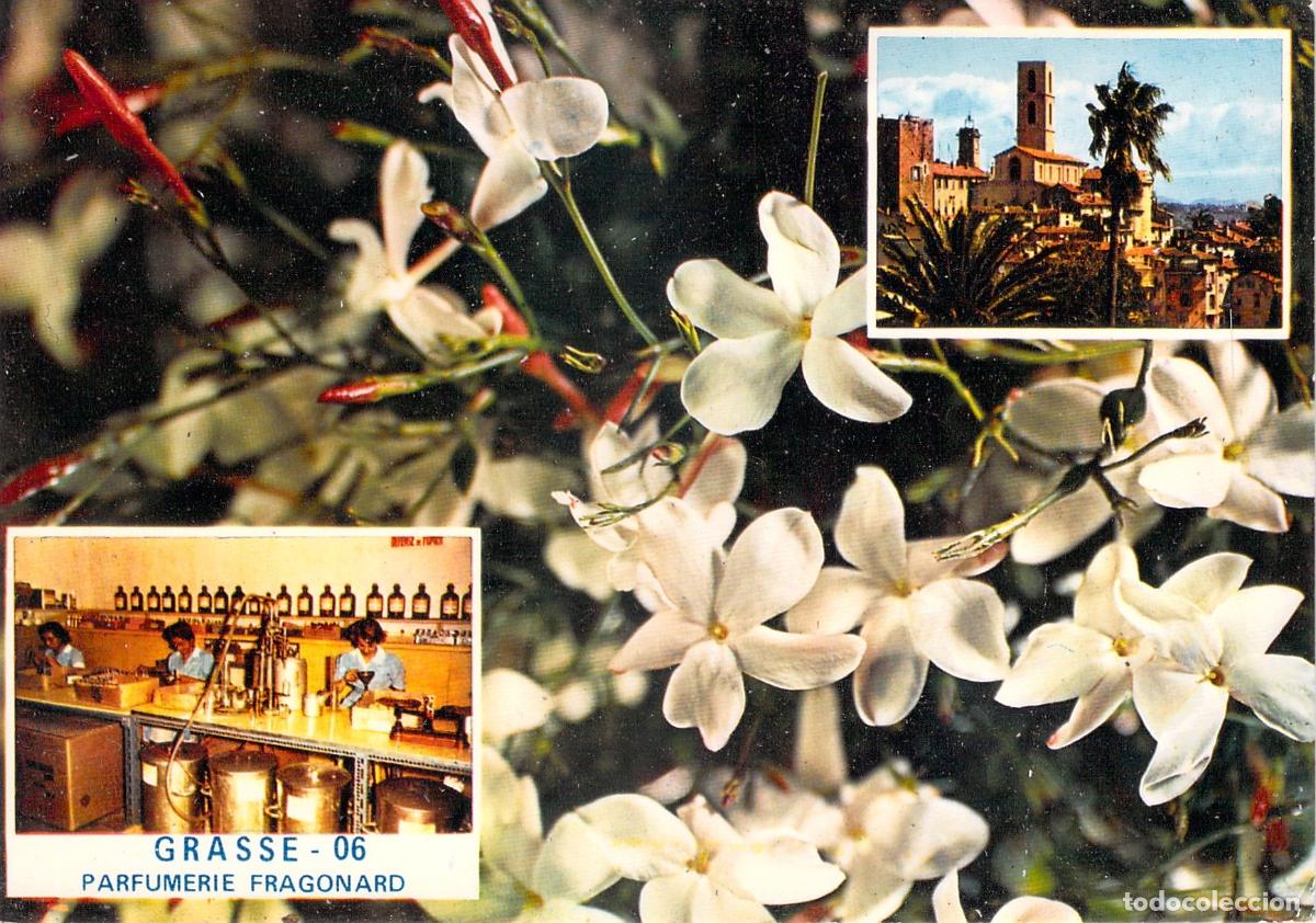 Postales: Postal de Grasse, Francia, Perfumer&iacute;a Fragonard, Jazm&iacute;n y Catedral