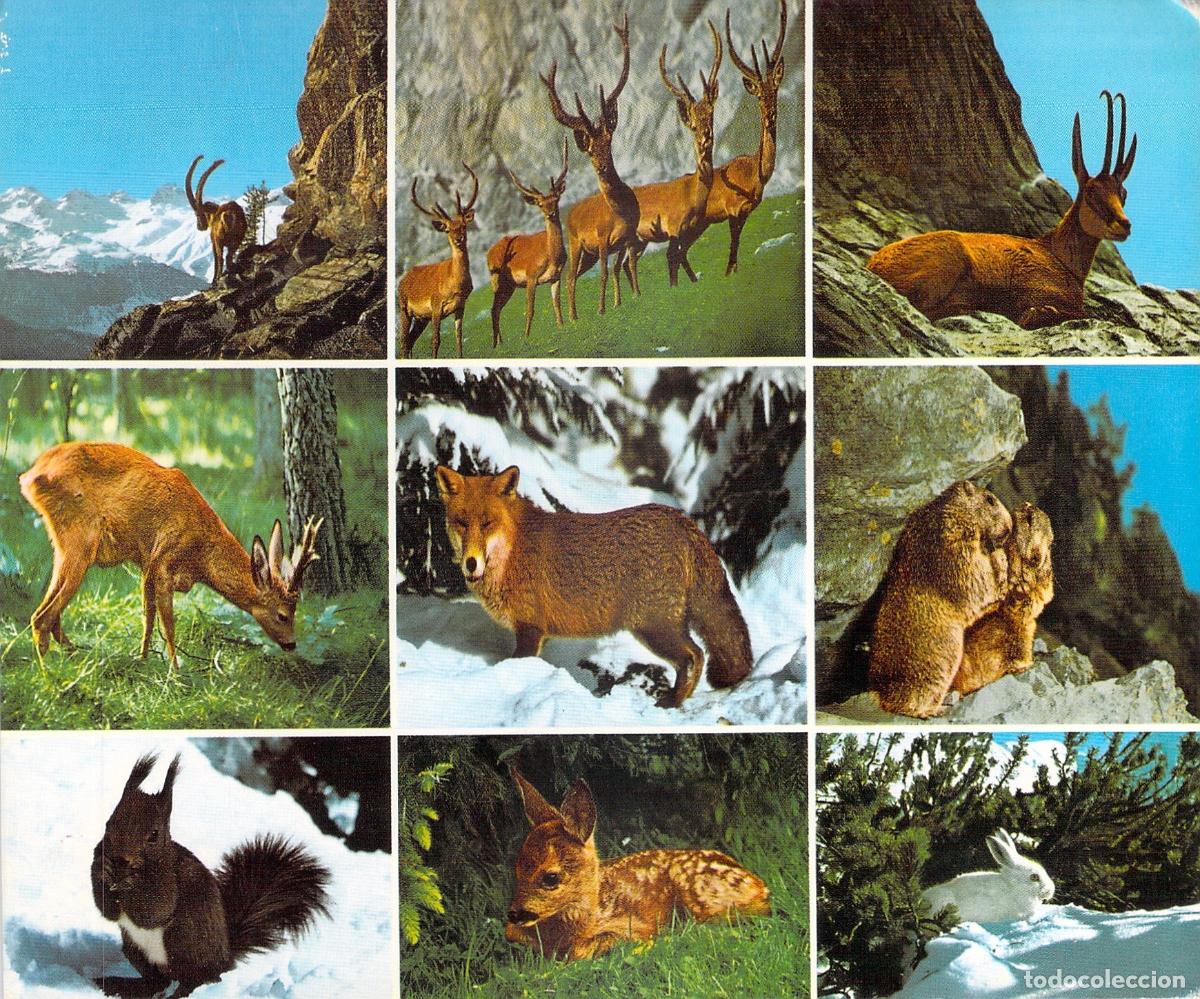 Postales: Postal de Animales de los Alpes Suiza Multivista