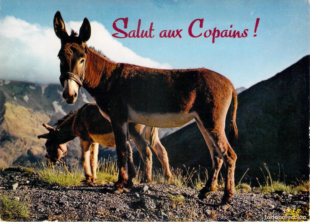 Postales: Postal de Burros en la Monta&ntilde;a Salut aux Copains