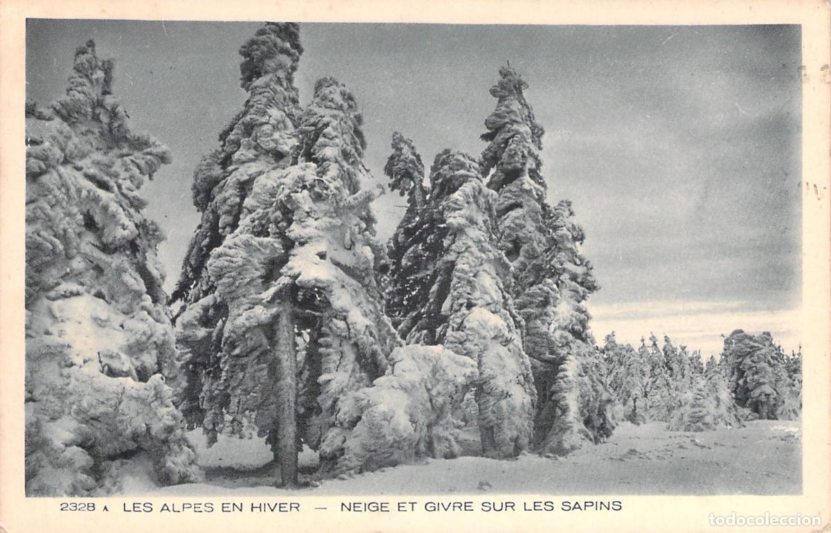 Postales: Postal de los Alpes en Invierno Nieve y Escarcha en los Abetos
