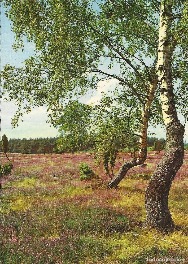 Postales: Zoecke Glanz. Paisaje alem&aacute;n. Alemania. 2455. Postal. 10x15 cm.
