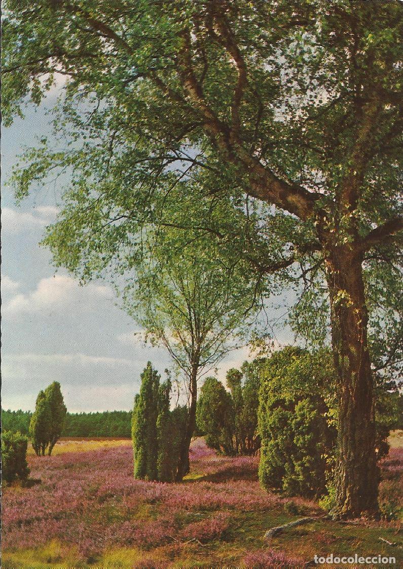 Postales: Zoecke Glanz. Paisaje alem&aacute;n. Alemania. 2455. Postal. 10x15 cm.