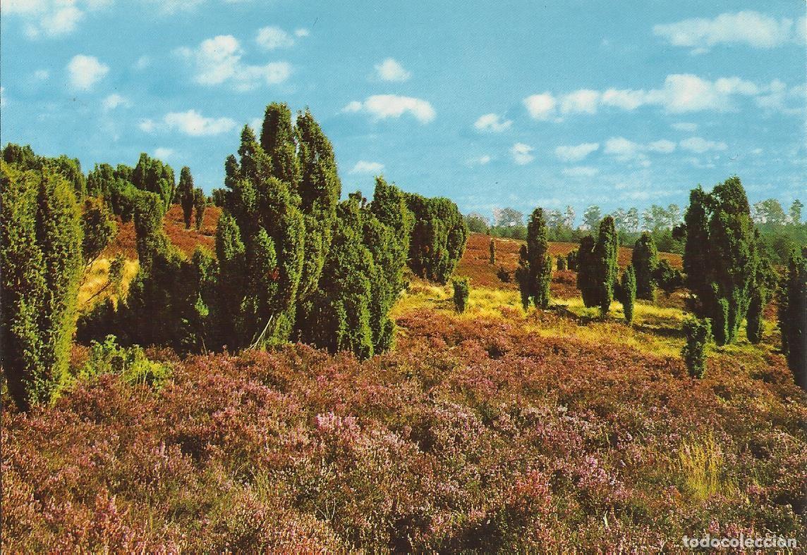 Postales: Zoecke Glanz. Paisaje alem&aacute;n. Alemania. Postal. 10x15 cm.