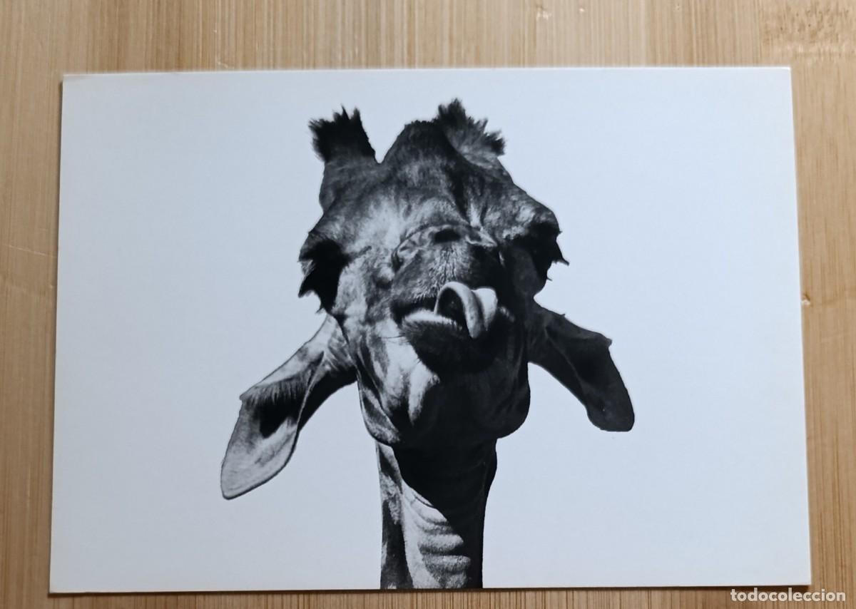 Postales: Lote de 6 Postales Diferentes de Humor y Animales - Fotograf&iacute;as Blanco y Negro - Colecci&oacute;n Francesa