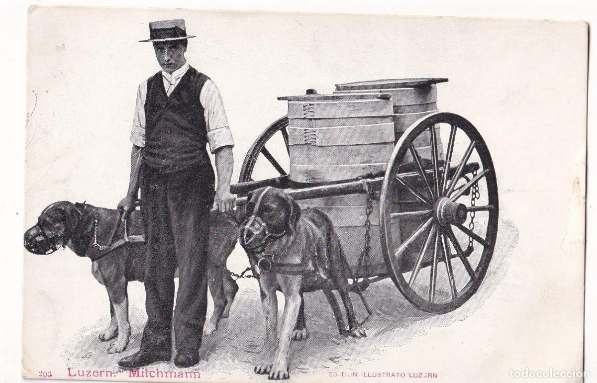 Postales: Lechero de Lucerna. Perros. Luzern. Reverso sin dividir. Sin circular.