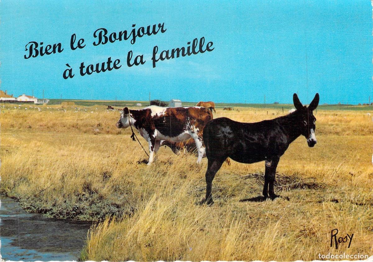 Postales: Postal Francesa con Burro y Vacas en el Campo - Saludos