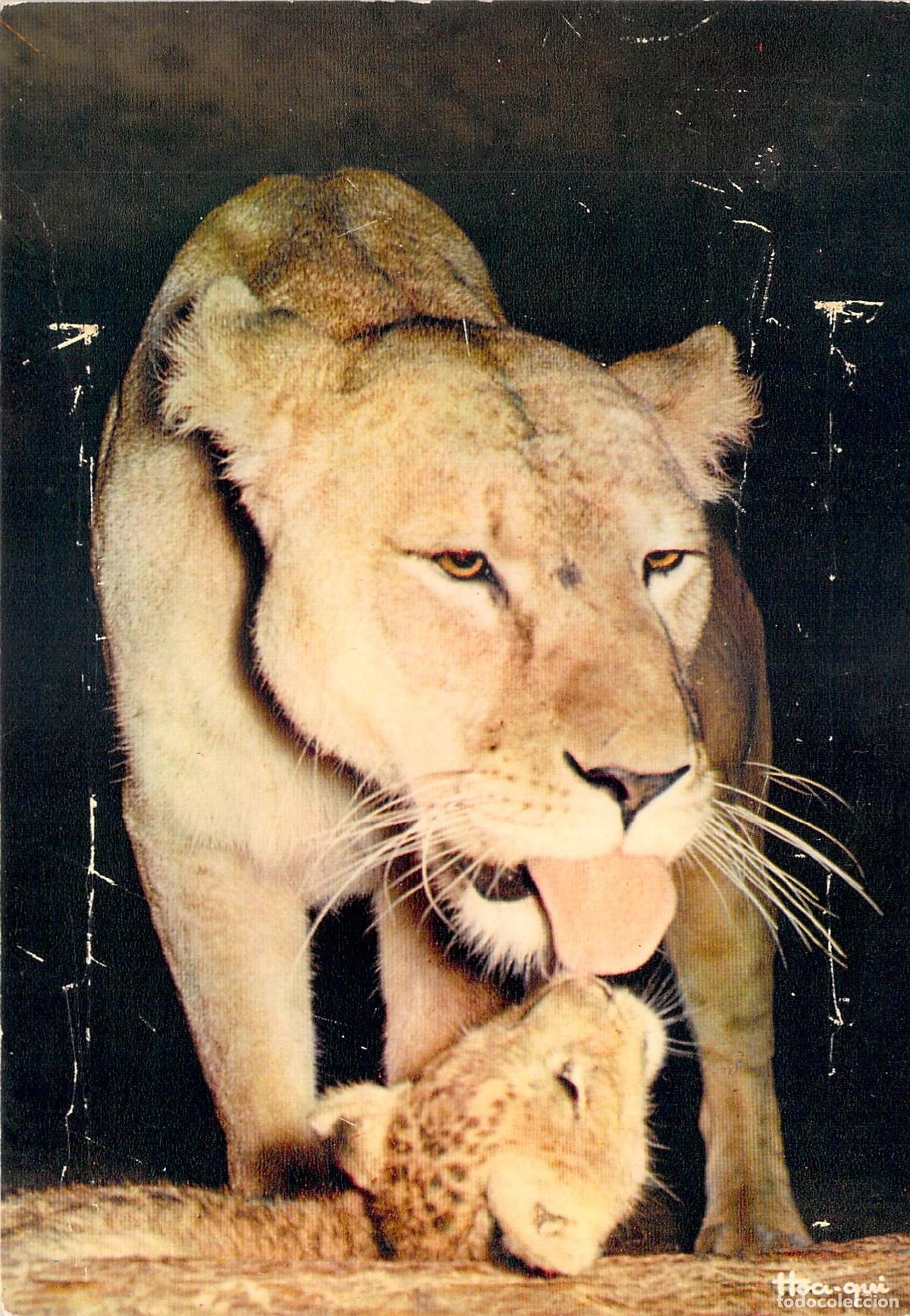 Cartes Postales: Postal de Leona con Cachorro - Fauna Africana Hoa-Qui