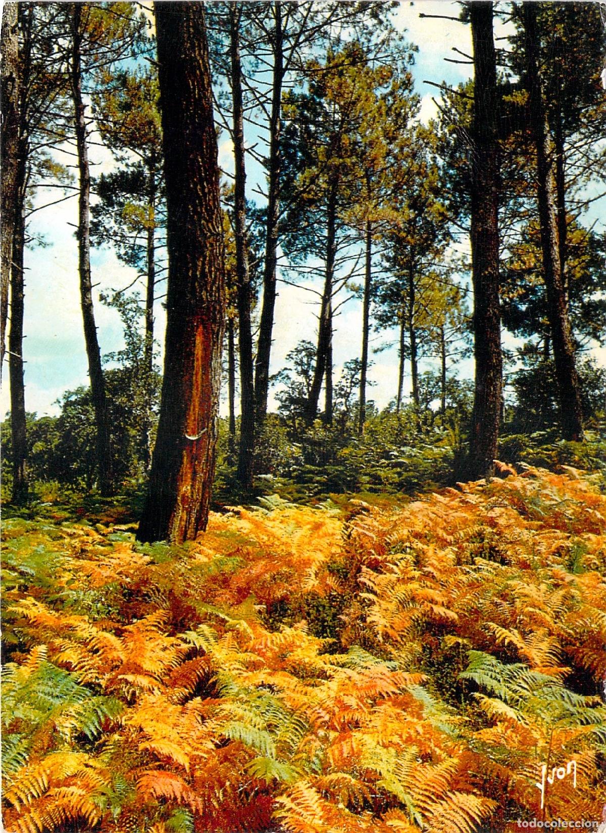 Postcards: Postal de la For&ecirc;t Landaise de Francia con Helechos Oto&ntilde;ales