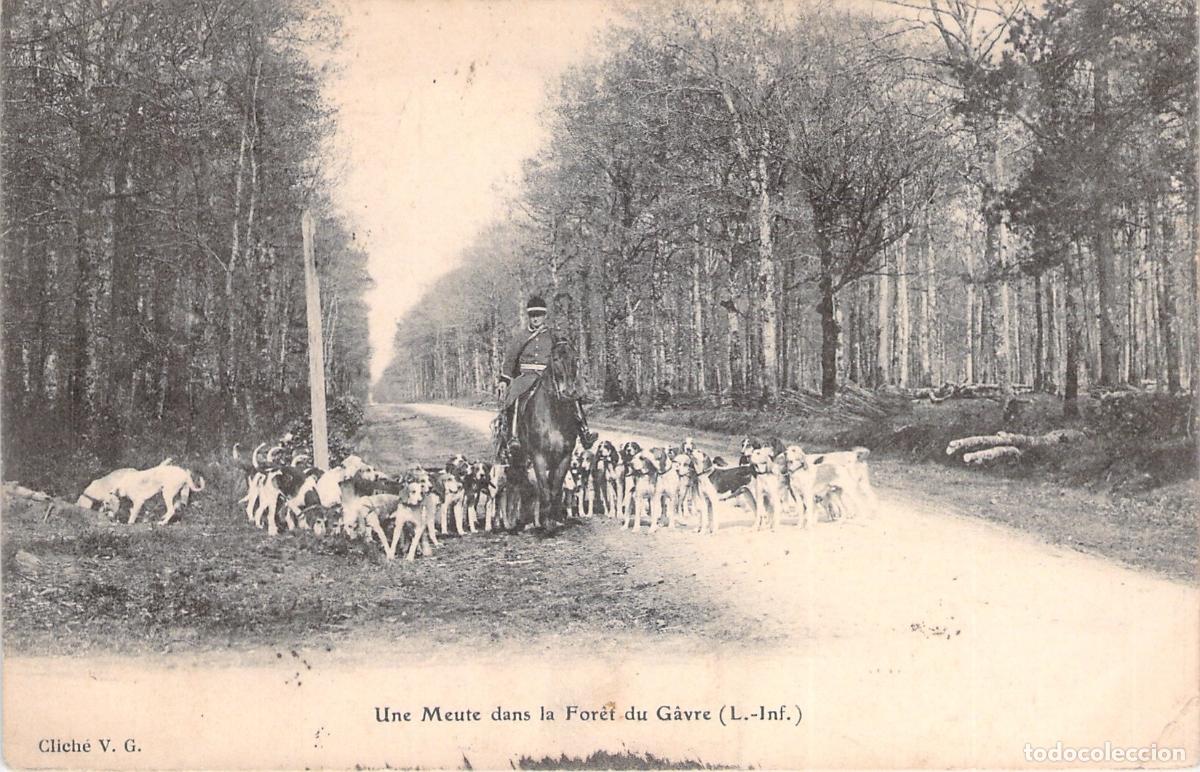 Postales: Postal Jaur&iacute;a de Perros de Caza en el Bosque de G&acirc;vre Francia