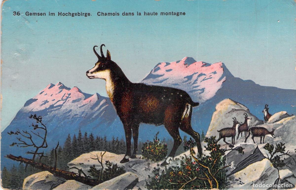 Postcards: Postal de Gamuzas en la Alta Monta&ntilde;a de los Alpes